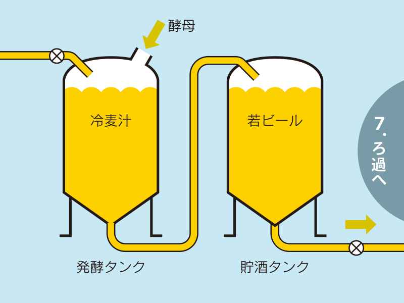 発酵し若ビールをつくる